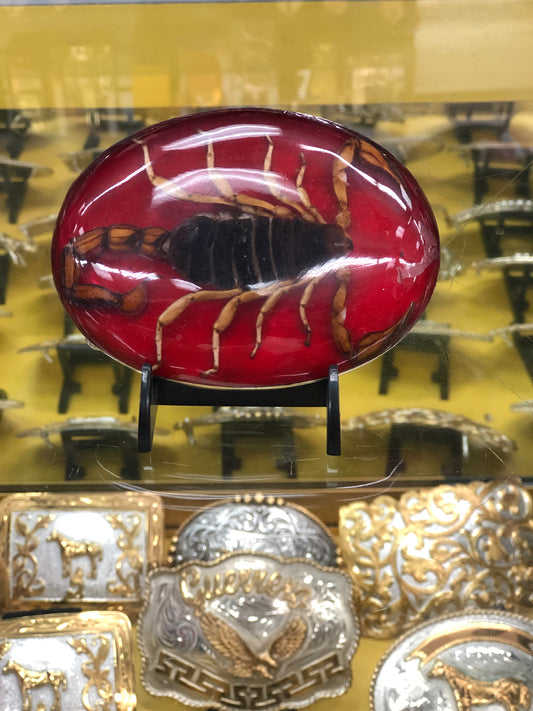 SCORPION BUCKLE 2022