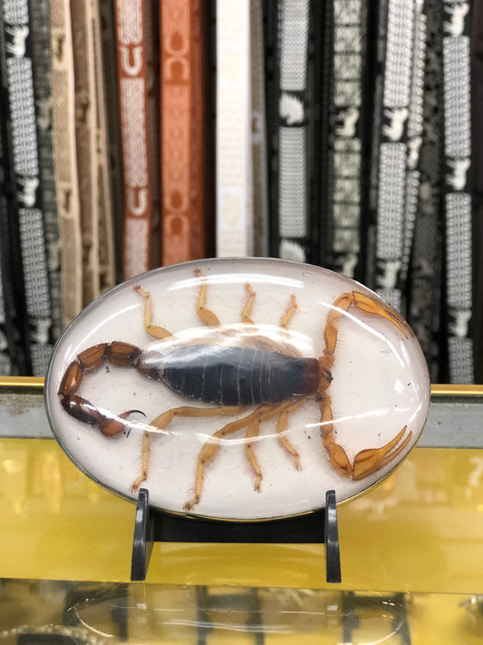 SCORPION BUCKLE 2022